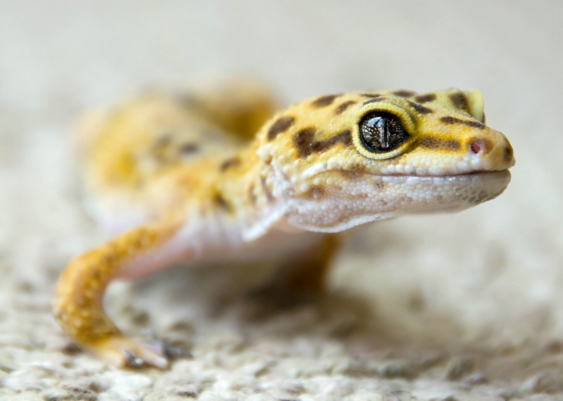 Yellow Gecko