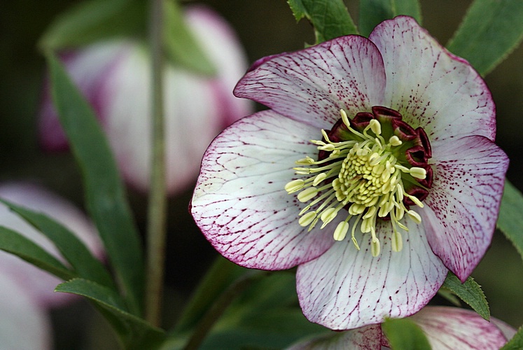 Helleborus "Splashdown"