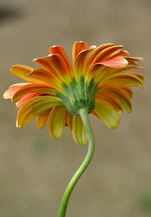 Back profile of a flower.
