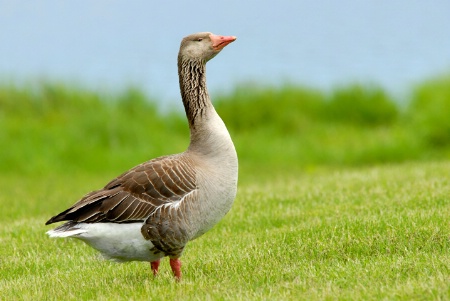 Garden Goose