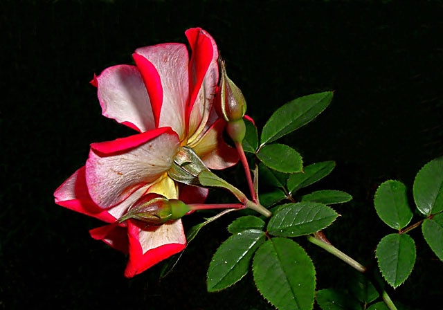 Back side of a Rose