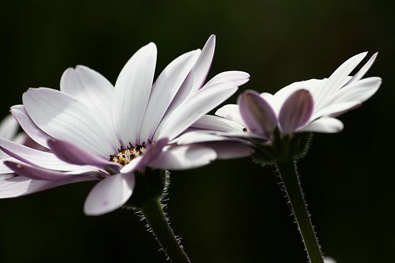 Cape Marguerite Symphony: Rondeau