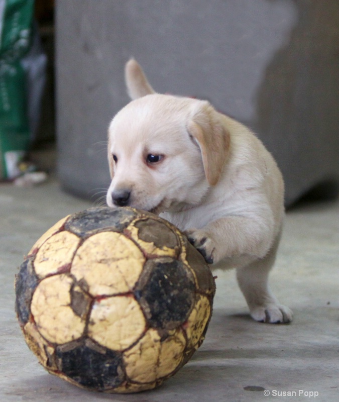 Soccer star - ID: 9845047 © Susan Popp