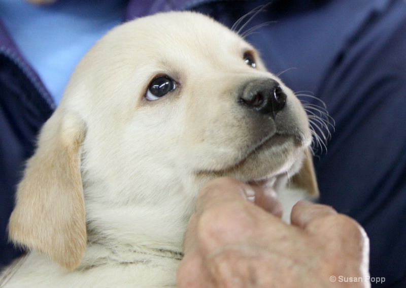 Gazing into his master's eyes - ID: 9845052 © Susan Popp