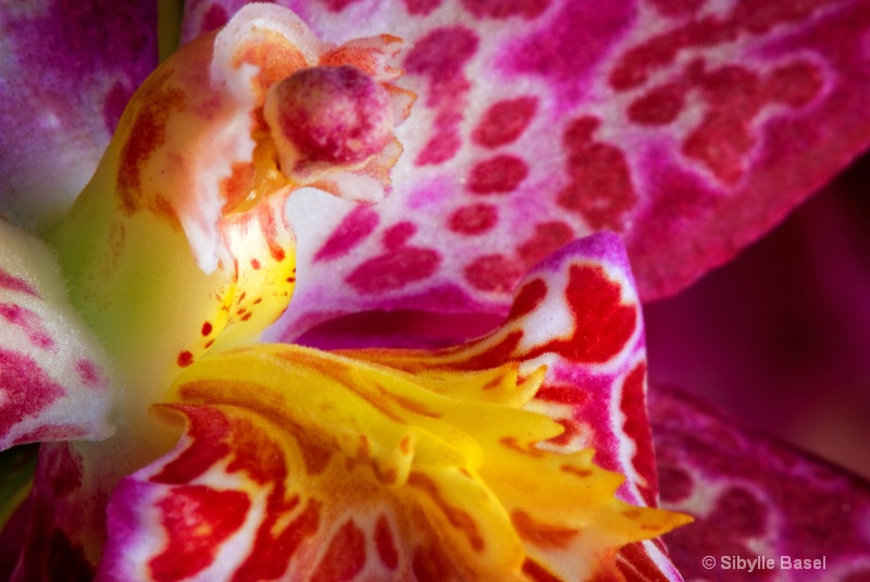 Orchid Macro - ID: 9845110 © Sibylle Basel
