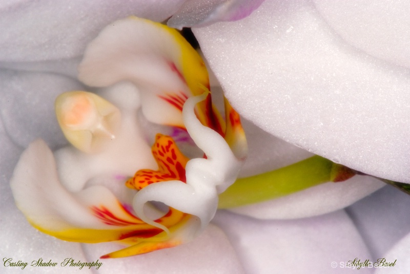 Orchid Macro II - ID: 9845111 © Sibylle Basel