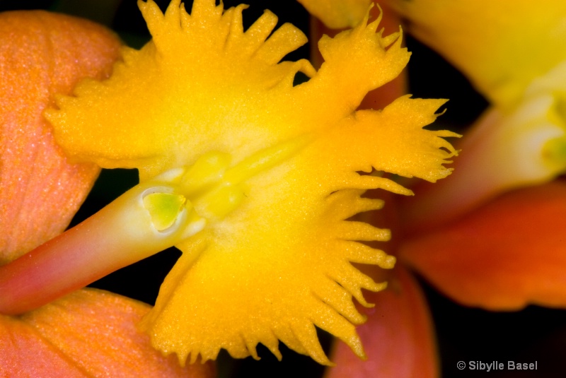 Yellow Bird Orchid - ID: 9845112 © Sibylle Basel