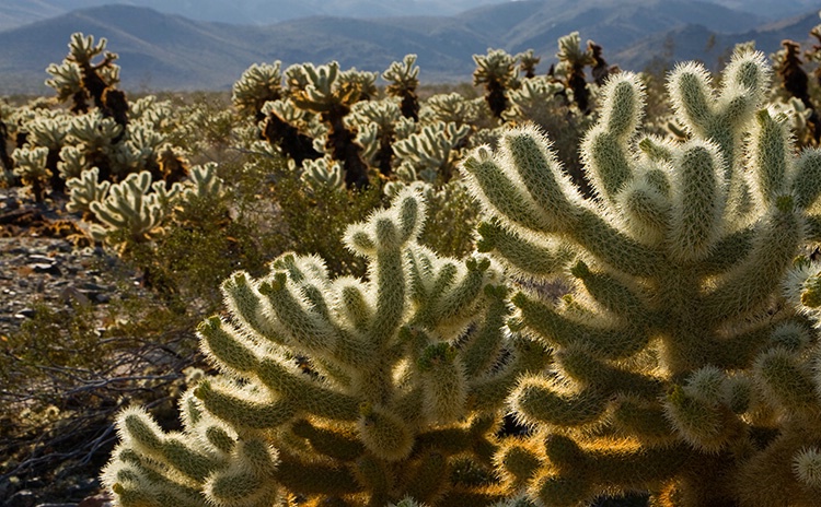 Cholla Cactus Garden