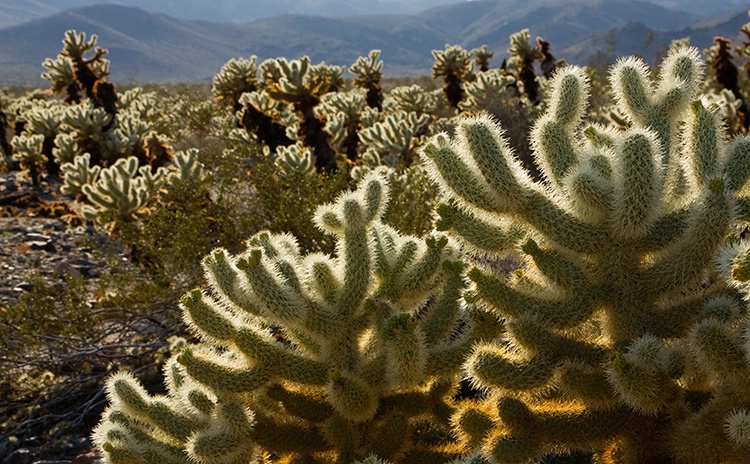 Cholla Cactus Garden