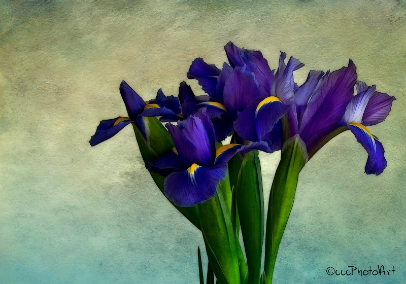 Purple Velvet Iris