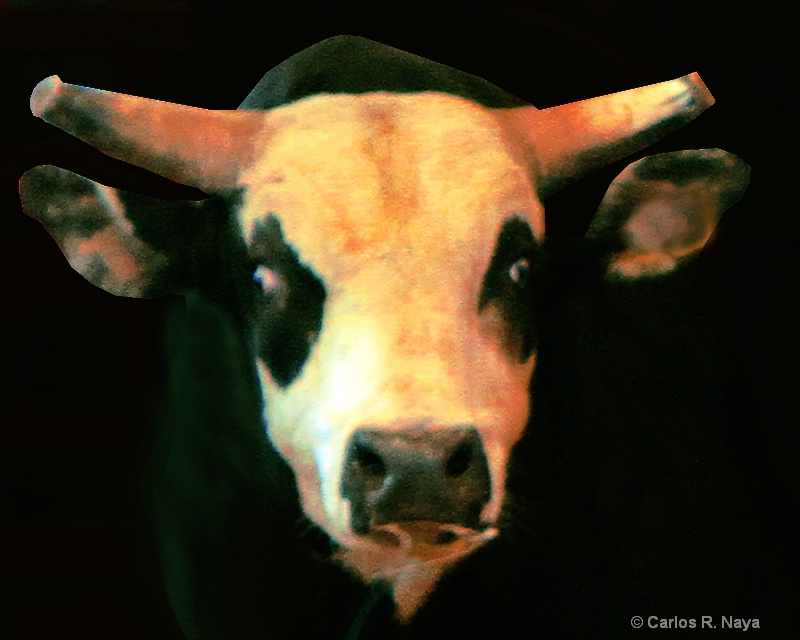 Bull !! - ID: 9846013 © Carlos R. Naya