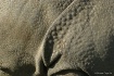 Rhino details