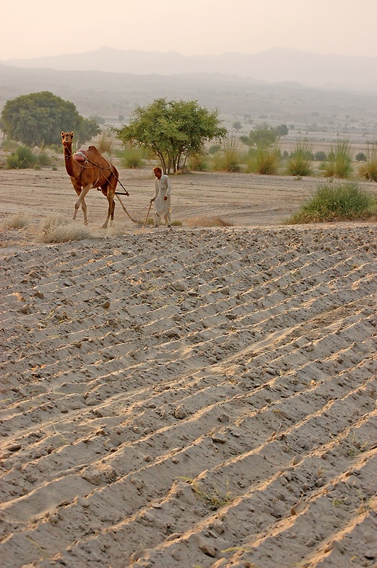 Tilling Sandy Land