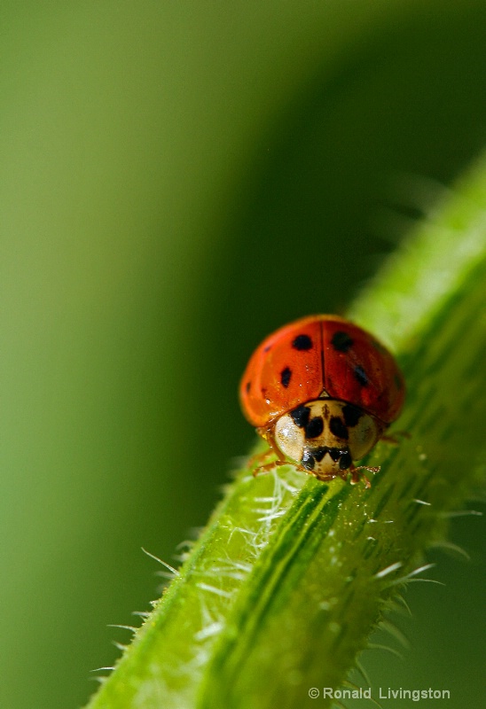 Lady Bug - ID: 9846994 © Ron Livingston