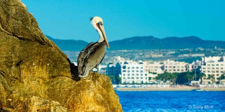 The Pelican and Progress