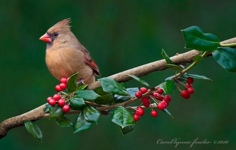 Waiting in the Holly