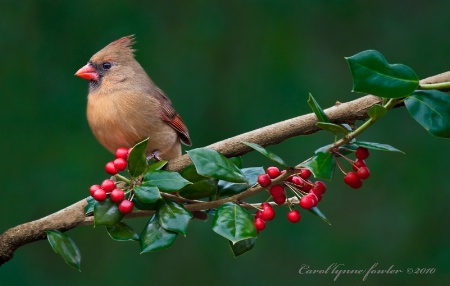 Waiting in the Holly