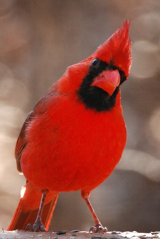 Sir Cardinal