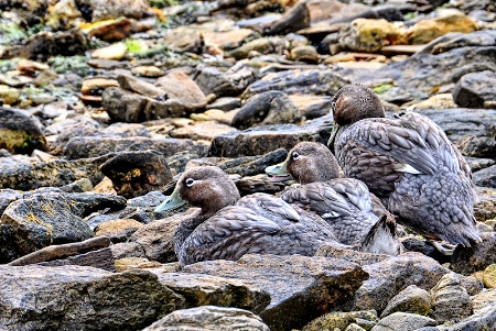 Ducks On The Rocks