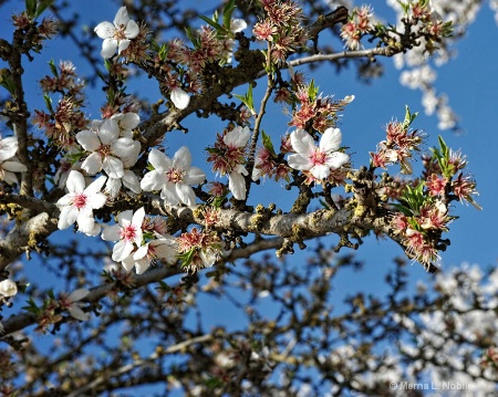 Almond Tree Blossoms