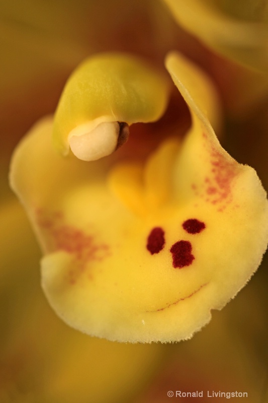 Smiling Orchid - ID: 9850529 © Ron Livingston