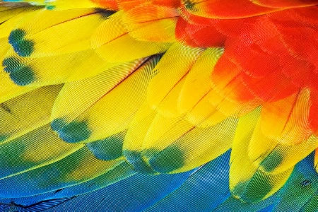 Scarlet Macaw-feathers
