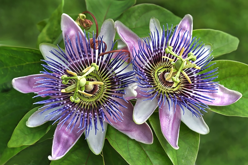 Passion Flowers