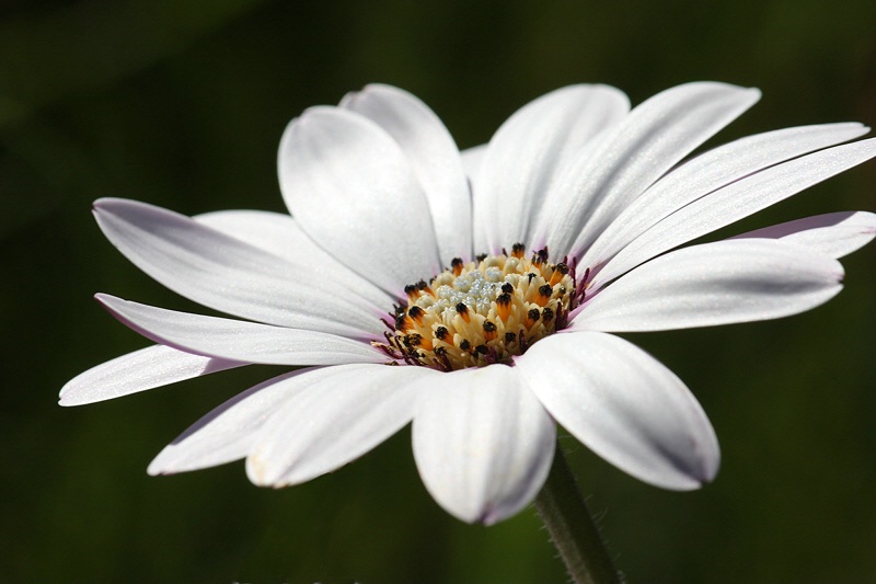 Cape Marguerite Symphony: Allegro