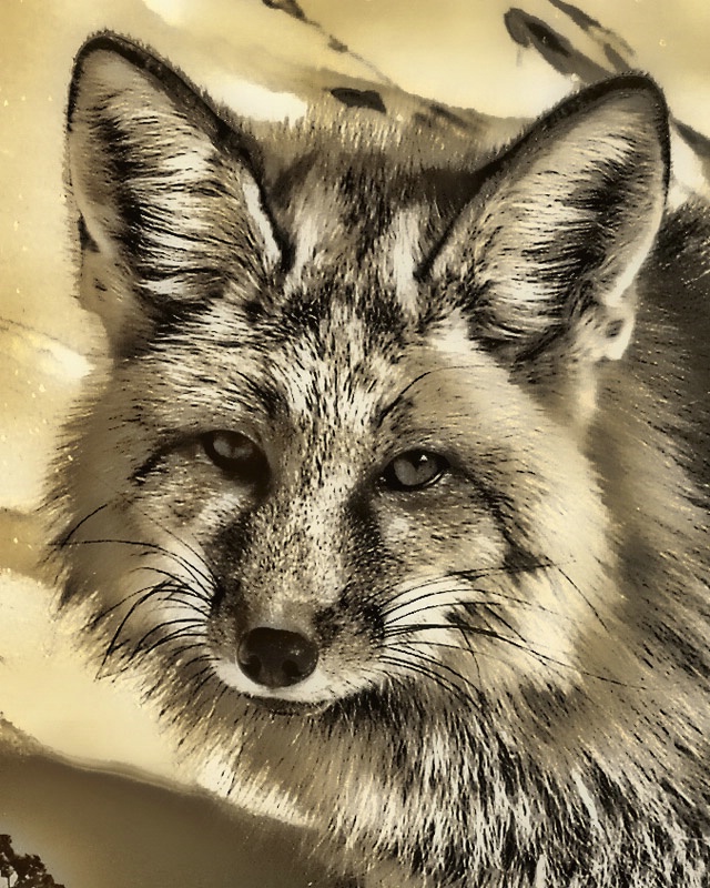 Leo the Fox