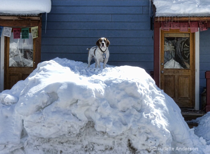 Bully Bassett atop the snow