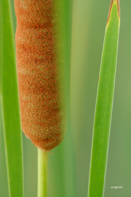 Between Leaves