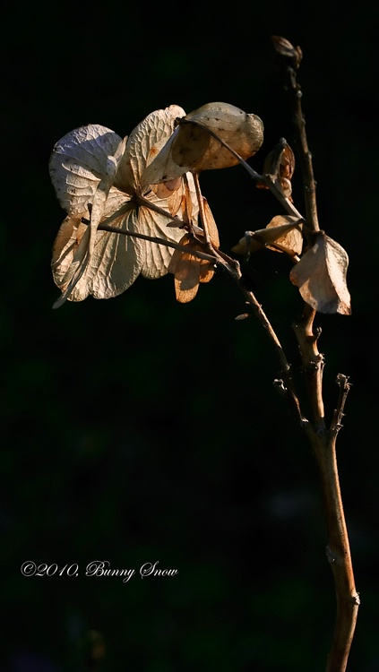 Hydrangea in Waning Light