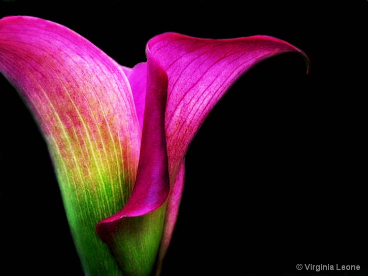 Calla Lily