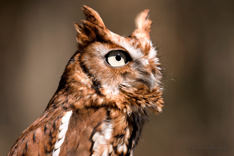 Screech Owl