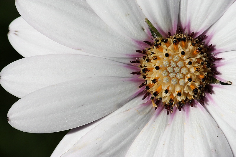 Cape Marguerite close-up