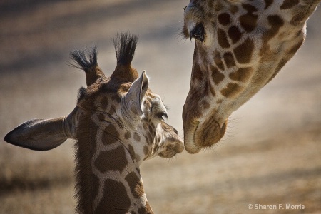 Kiss for Baby