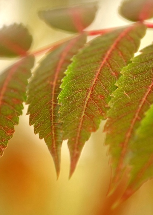 Fall Sumac