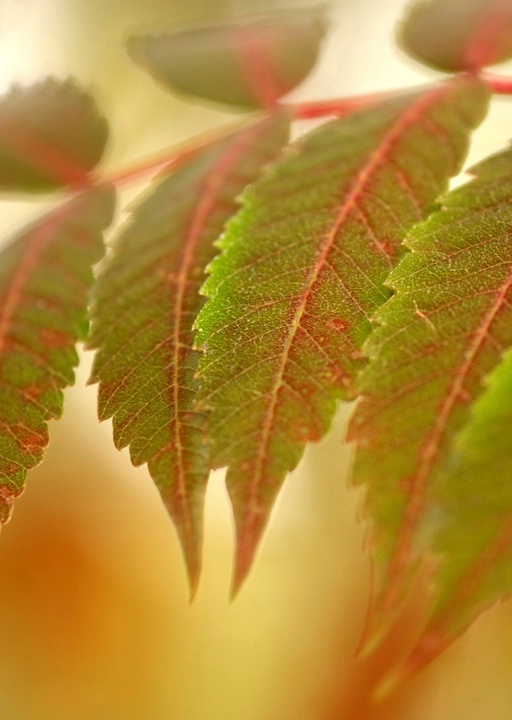 Fall Sumac