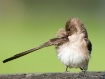 Preening Day 