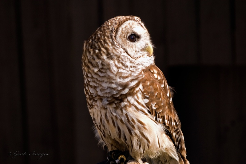 Barred Owl