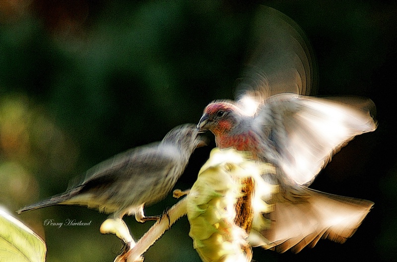 Feeding Frenzy