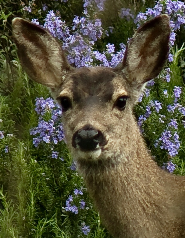 Deer at Fremont Older