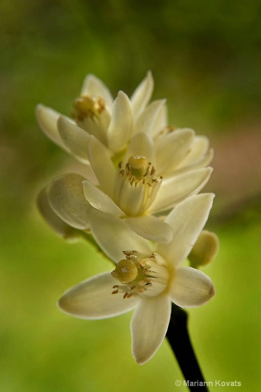 Orange Blossoms