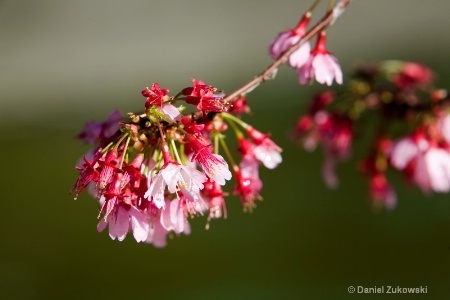 Spring Buds