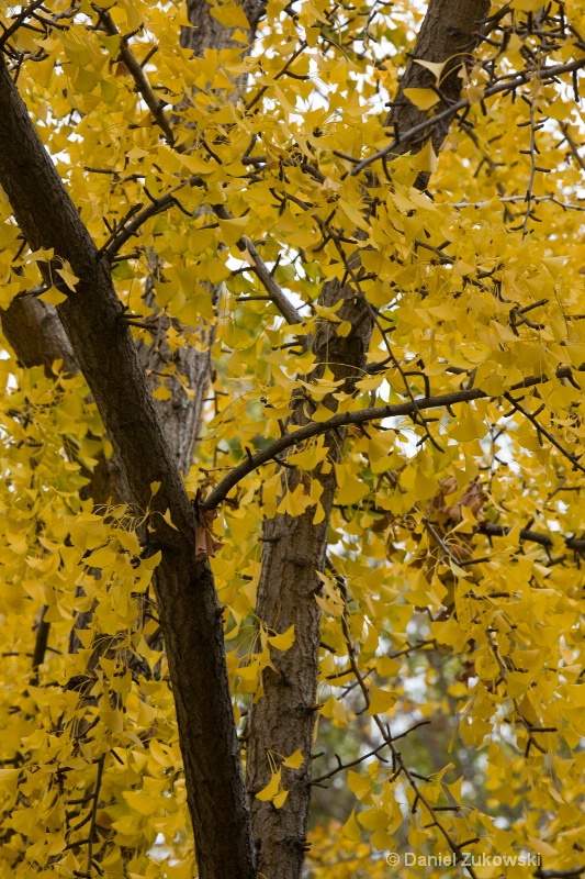 Gingko Biloba Tree in Autumn