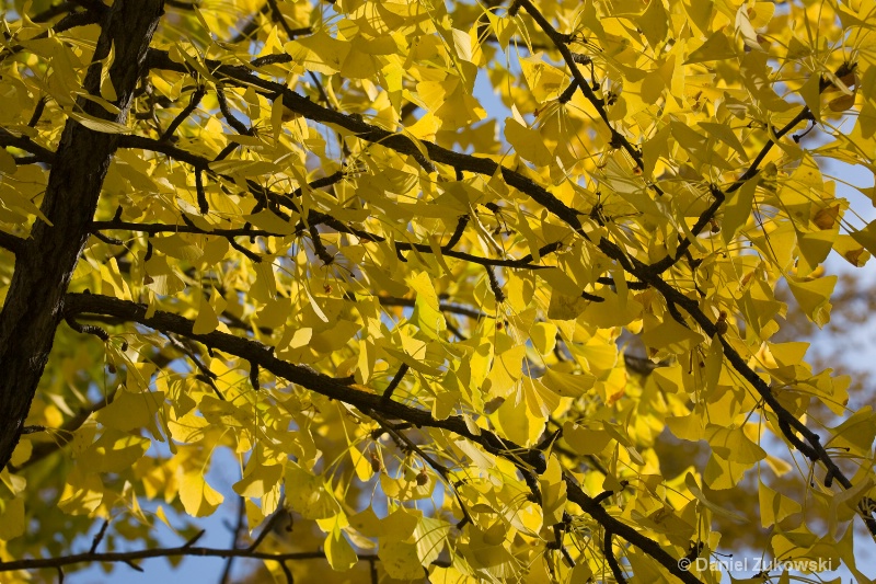 Detail of Gingko Biloba Tree in Autumn 