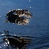 © Bob Farley PhotoID # 9855687: returning to roost