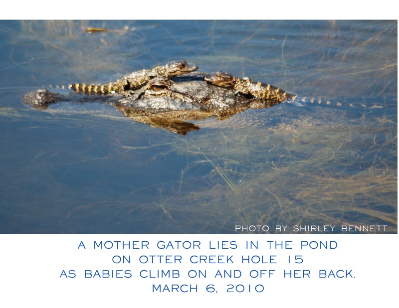 BABY GATORS - ID: 9856056 © SHIRLEY MARGUERITE W. BENNETT