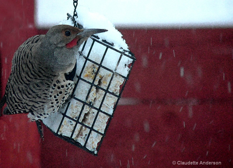 RedShafted Flicker - balancing act