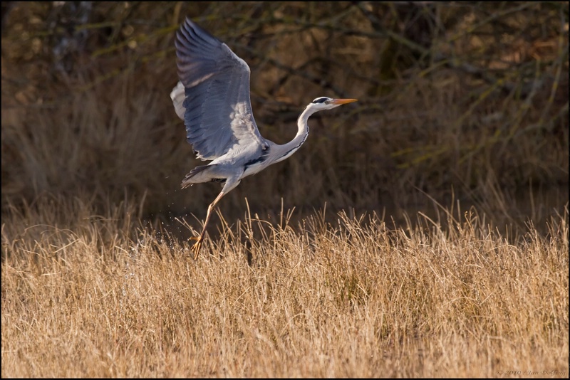 Grey heron lifting off